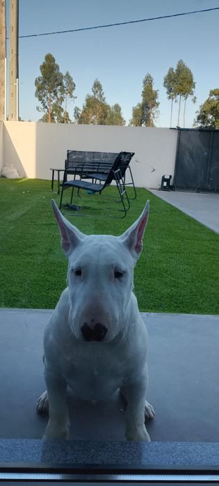 Bull Terrier Standard – Macho disponível