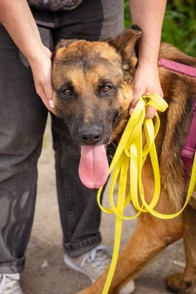 Yoda w typie owczarka niemieckiego pilnie szuka domku