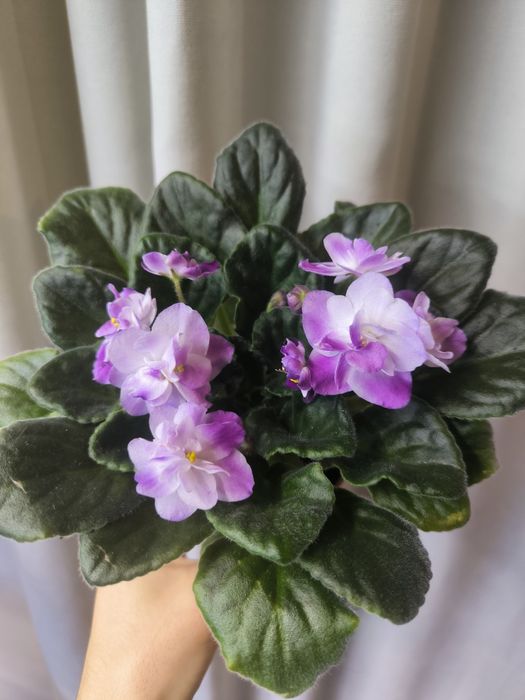 Фіалка доросла квітуча