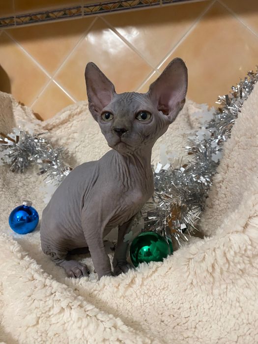 Sphynx Macho azul preto