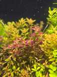 Rotala Florida Rarytas Rzadkość Wysyłka