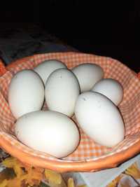 Jaja lęgowe gęsi Kubańskich