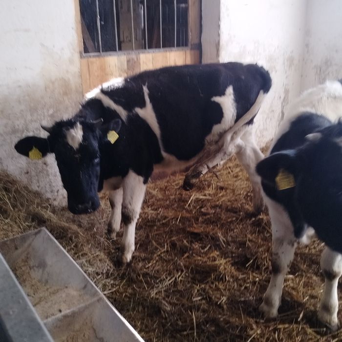 Sprzedam byczki i jałówki.