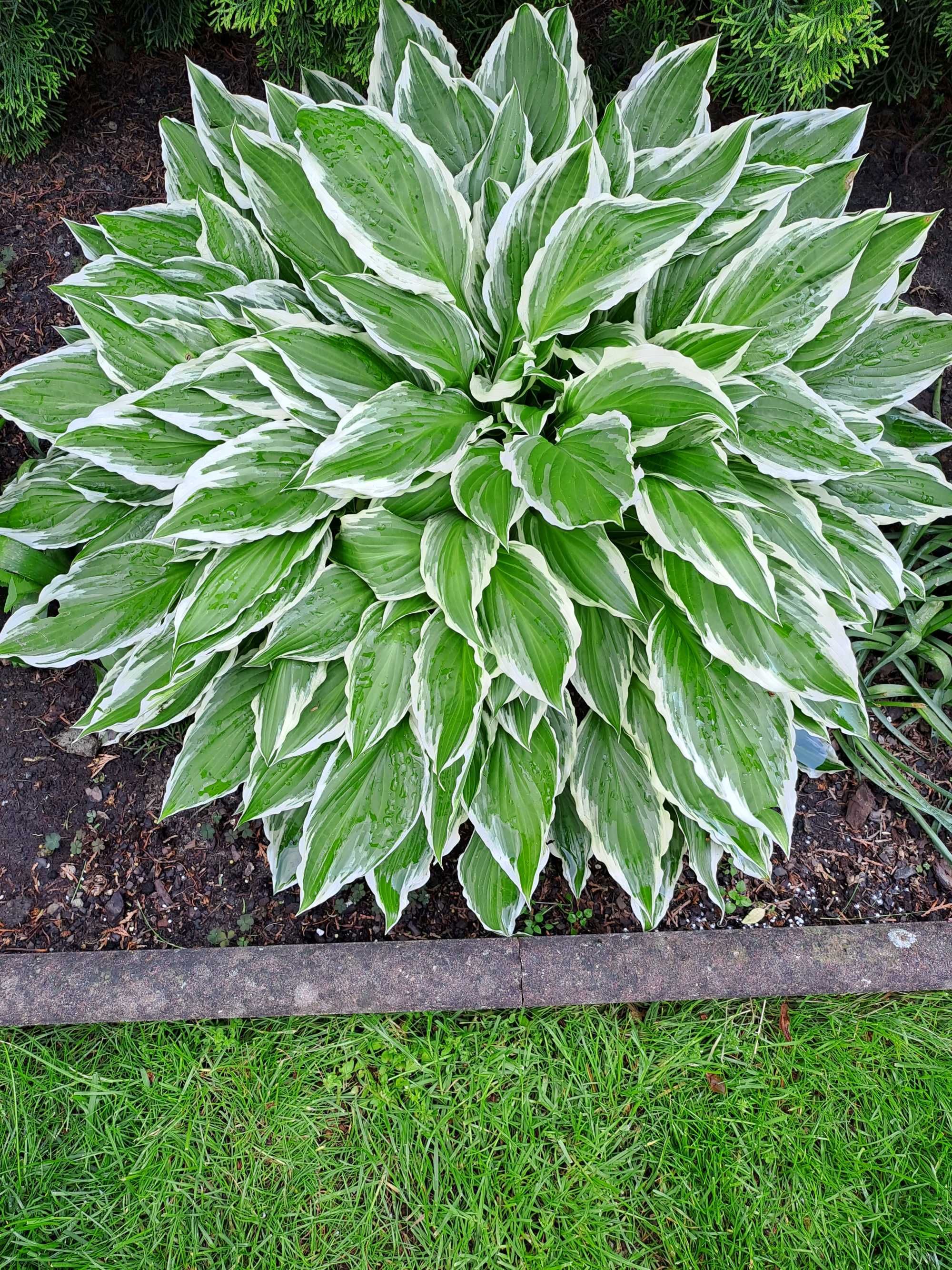 Hosta Funkia duża karpa