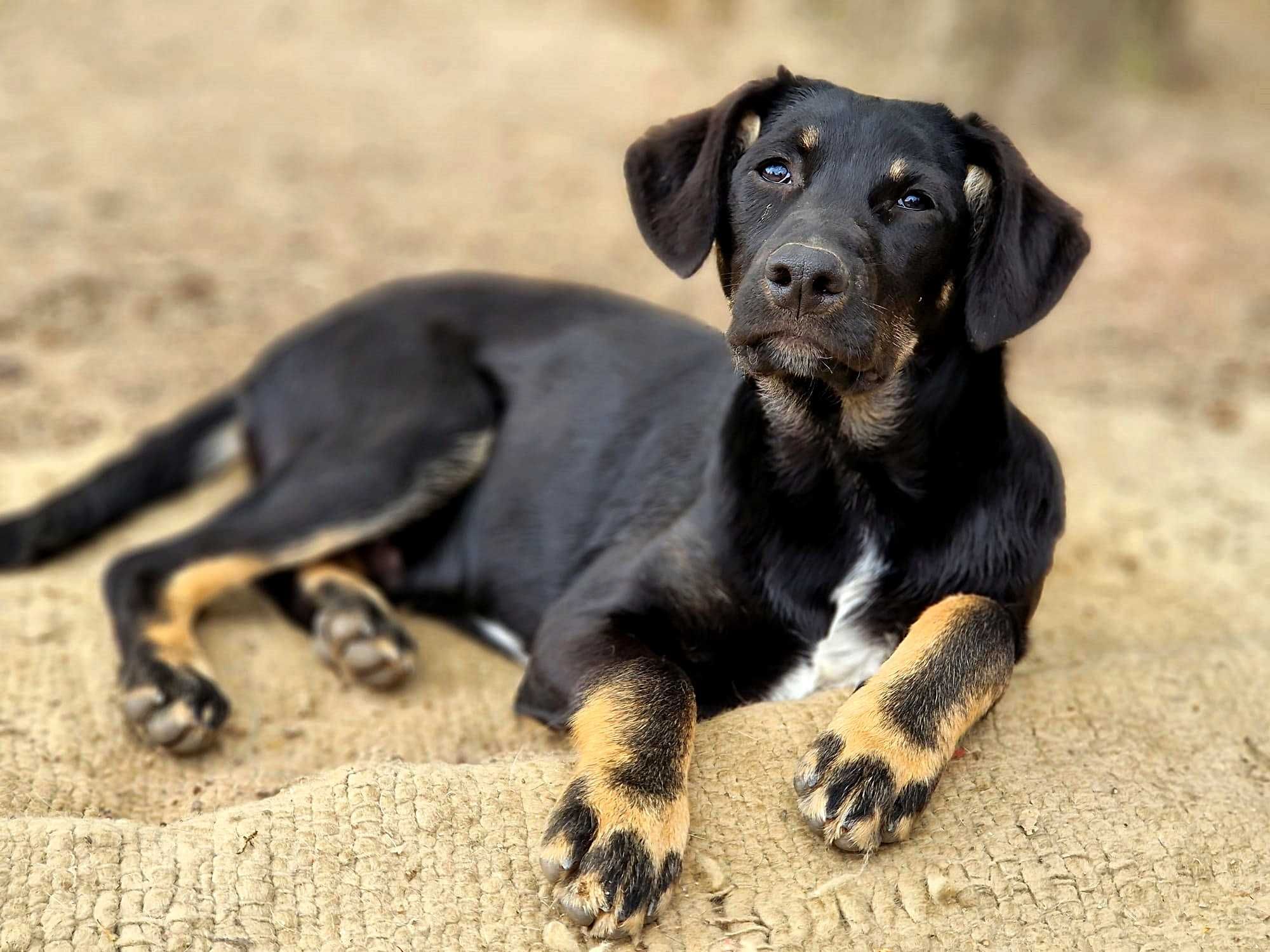 FRODO - Cãozinho para Adoção