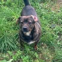 Młody piesek pilnie szuka domu