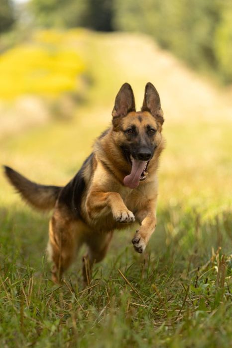 Suczka owczarek niemiecki szuka domu