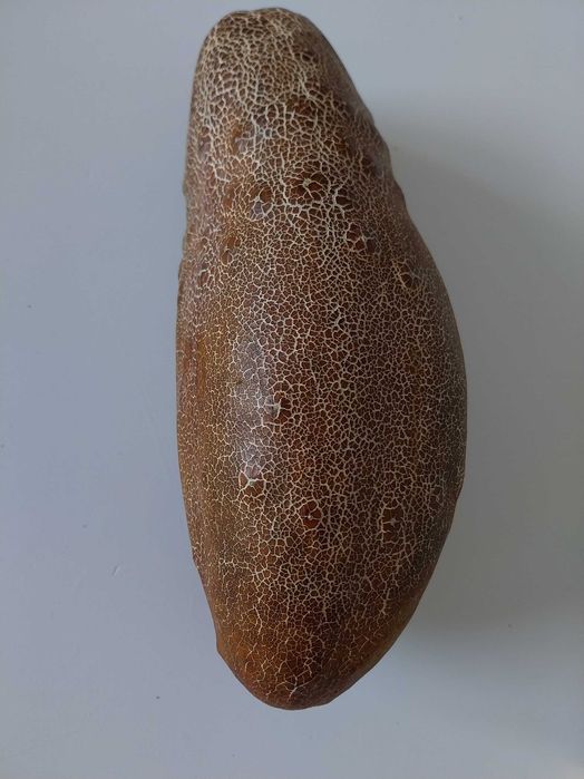 Ogórek brązowy ukraiński nasiona 25szt