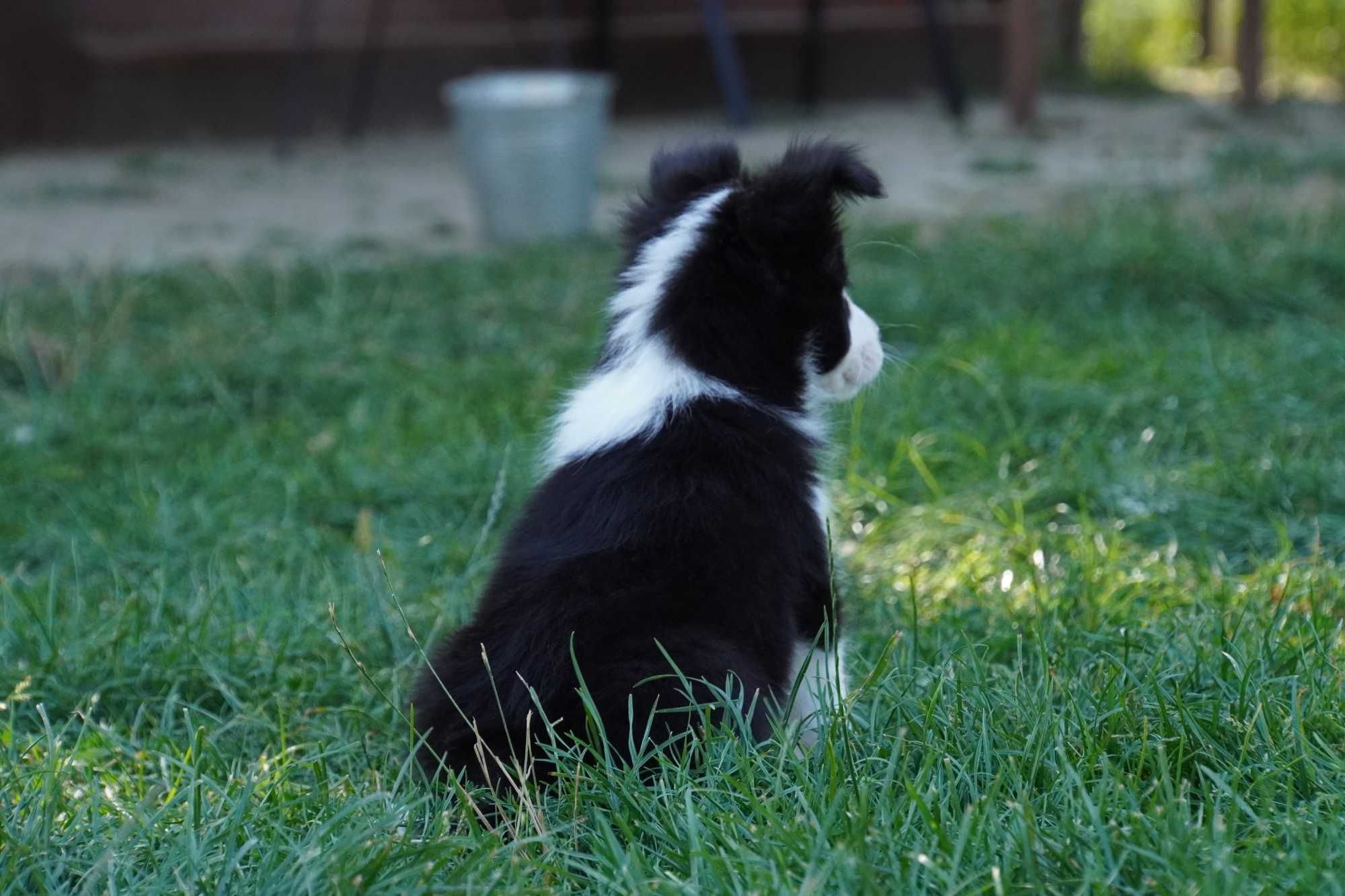 Border Collie  ZKwP / FCI