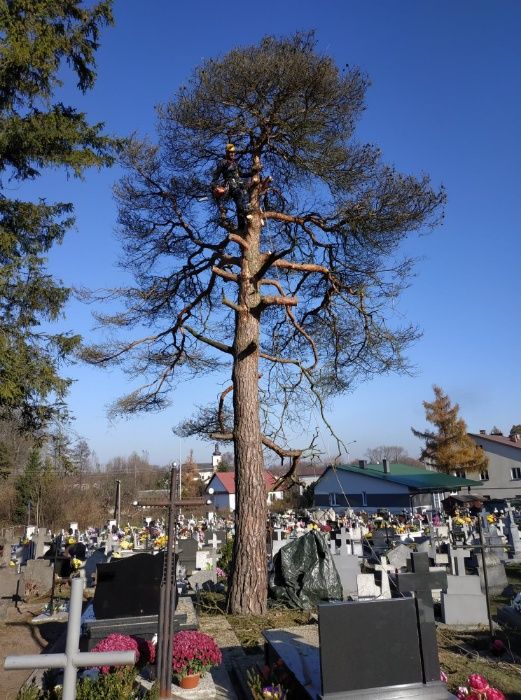 WYCINKA / Pielęgnacja Drzew TRUDNYCH metodą Alpinistyczną ( zwyżka )