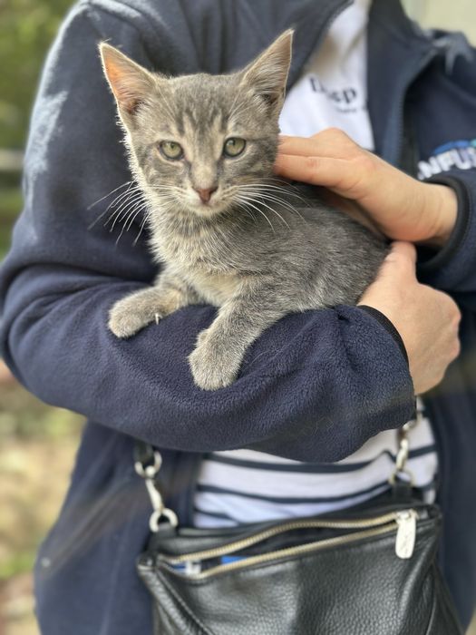 Котик 3 месяца бесплатно
