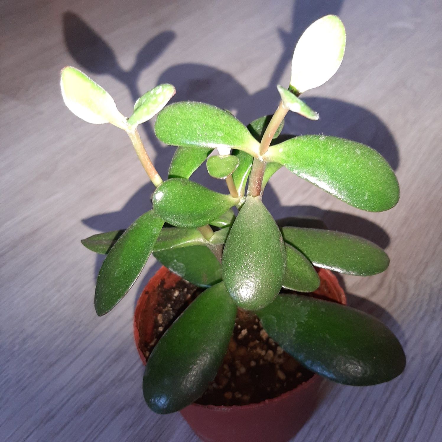 Grubosz ovata, grubosz