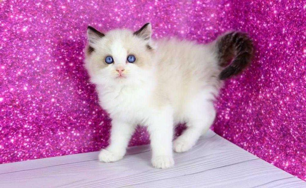 Мальчишка регдолл. Голубоглазый