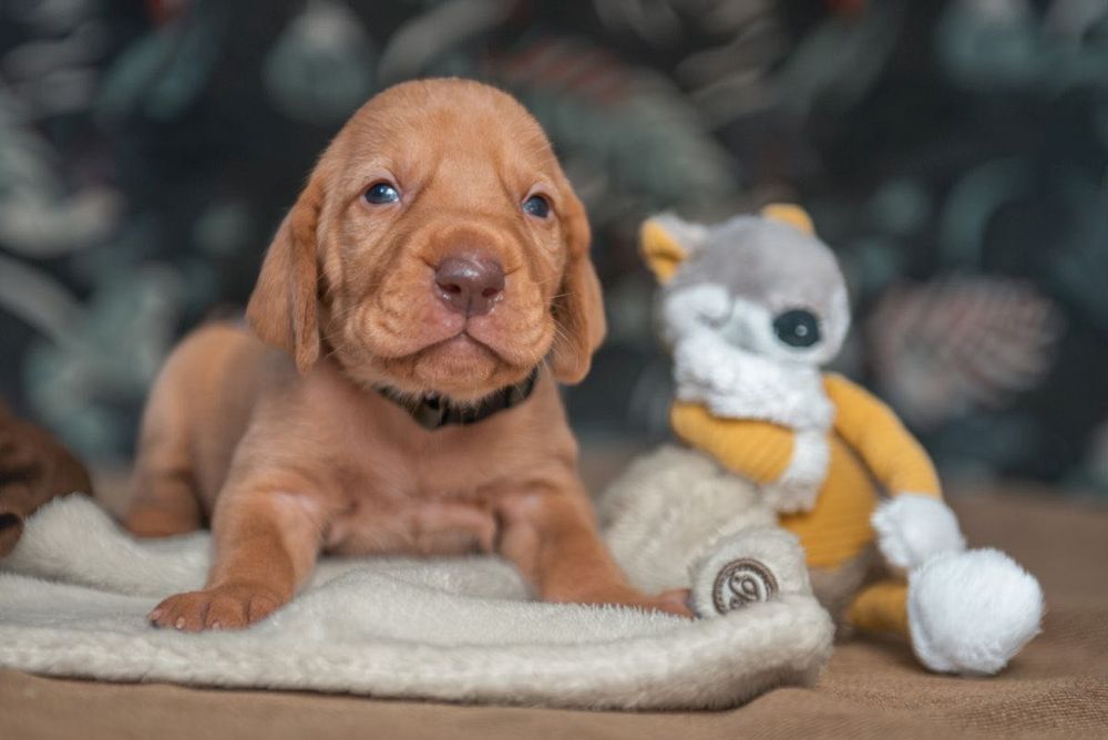 Wyżeł węgierski szczenięta FCI