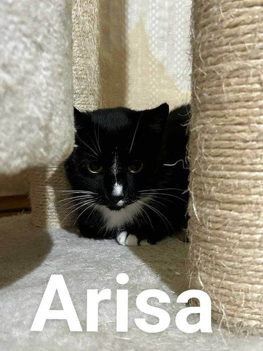 Kociaki szukaja nowego domku