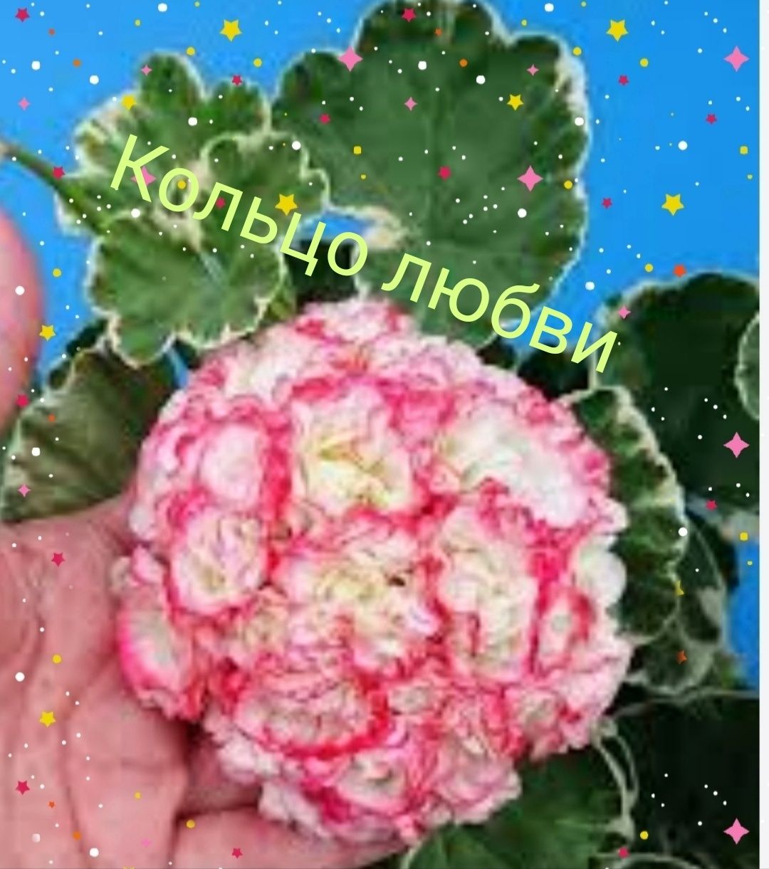 Пеларгония пестролистная. Кольцо любви.