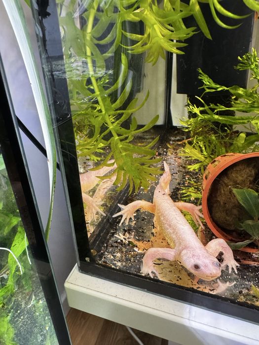 Dorosły samiec traszki waltla (albino) — 20 cm