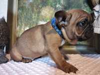 Buldog francuski BLUE z brazem