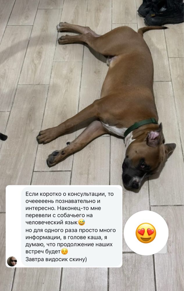 Кинолог, Специалист по поведению, зоопсихолог