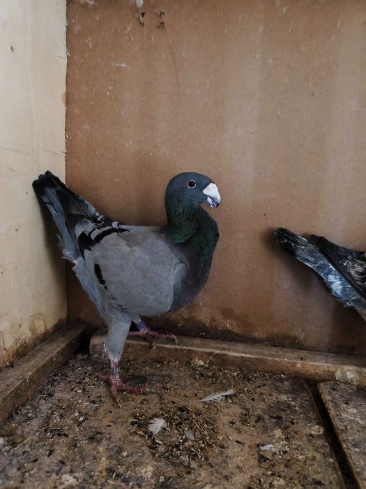 Niemieckie wystawowe