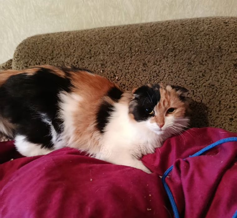 Вісловуха дівчинка шукає дім