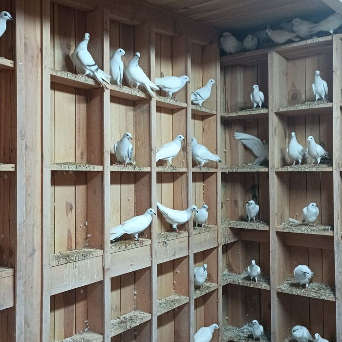 Jasne pasiaki wyszwance