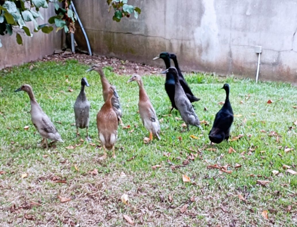 Ovos pato corredor indiano