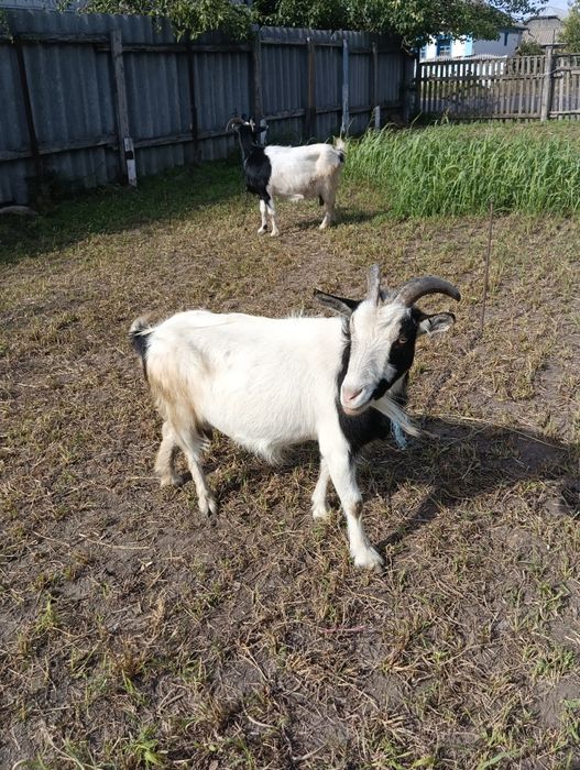 Кози дійні і молодняк