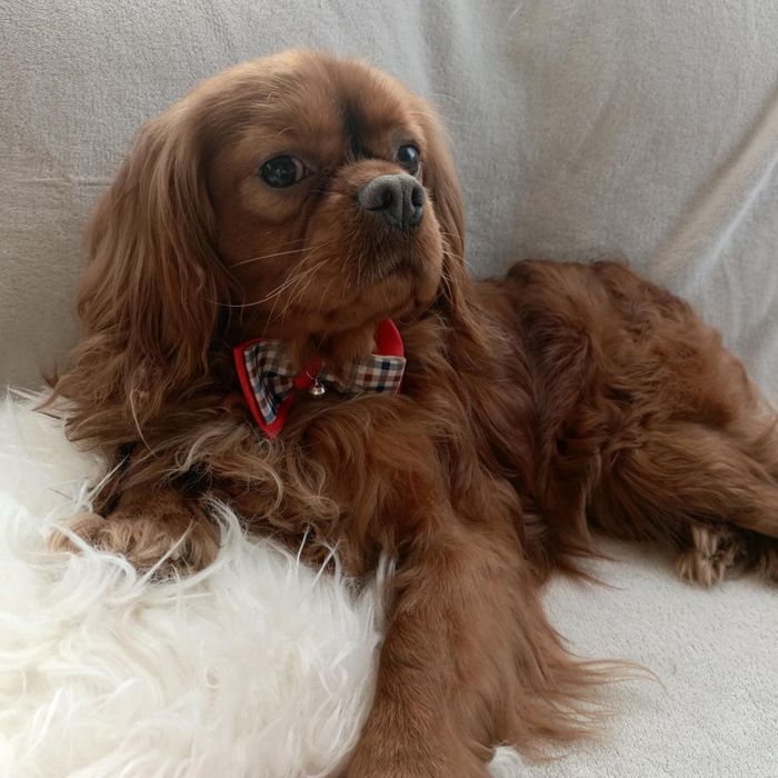 Zapowiedź maluszków Cavalier King Charles spaniel Zapraszam