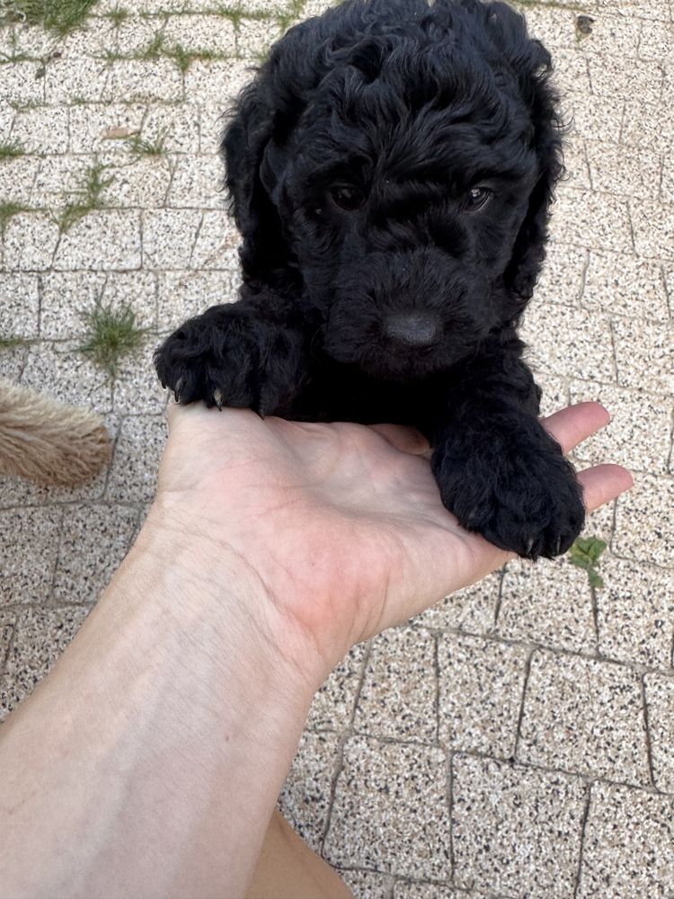 Śliczna dziewczynka Golden Doodle f1b mini
