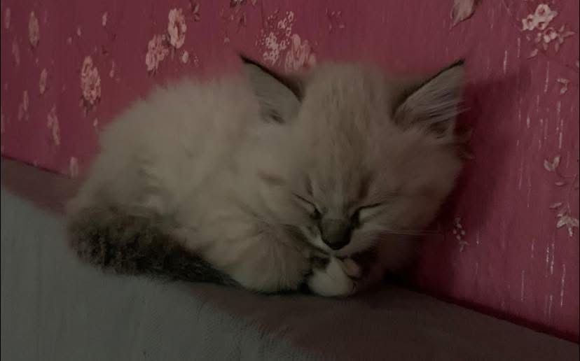 Кошенята котенок