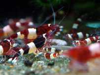 Krewetki Crystal Red i Blac