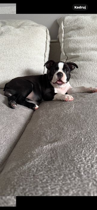 BOSTON TERRIER suczka z rodowodem FCI