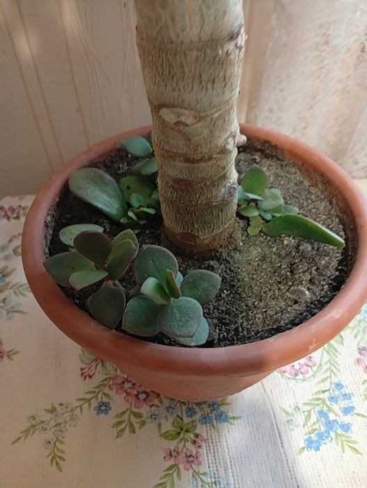 Денежное дерево.