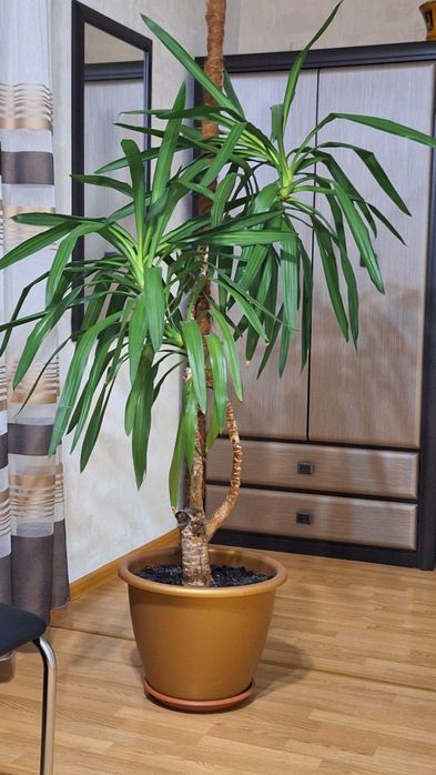 Кімнатна квітка пальма юка