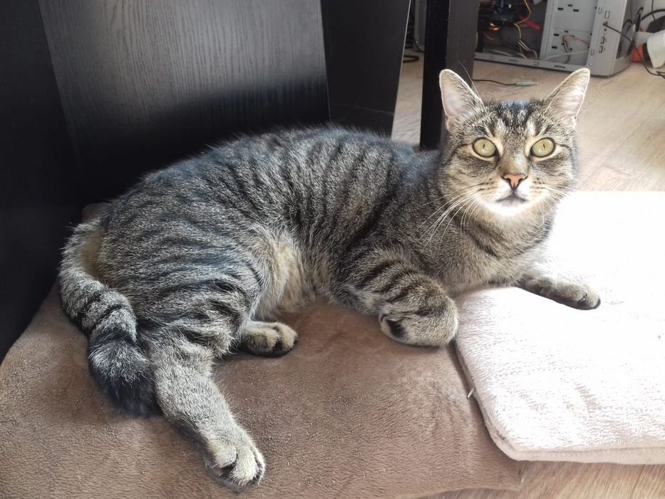 Zaginął kot Hanyś. Nagroda za pomoc 500PLN