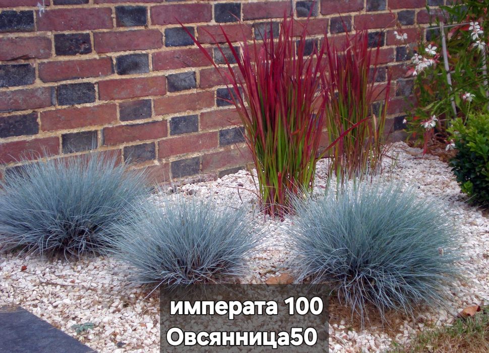 гейхеры  Овсянница чистец клематис