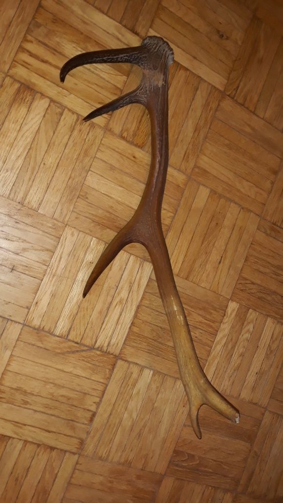 rogi jelenia 53cm