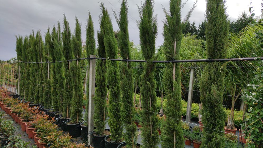 Cupressus Totem 50cm-600cm