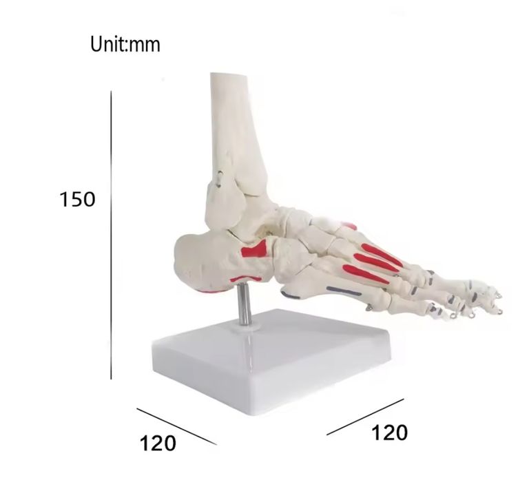 Modelo anatomico pé e tornozelo