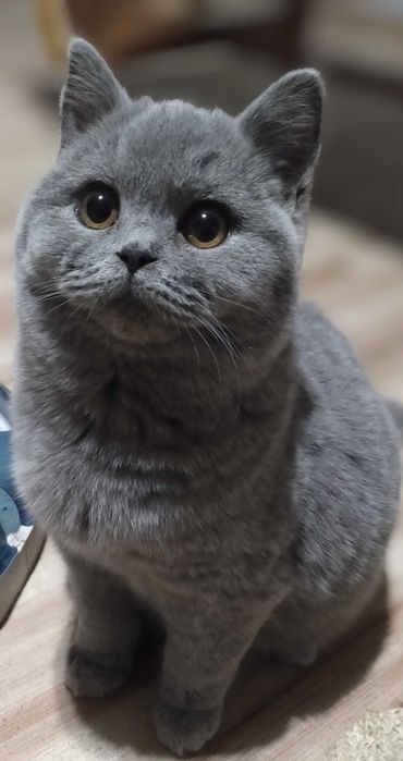 Kotka Brytyjska Niebieska z prawdziwym rodowodem FPL