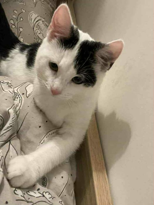 Kotek Olaf czeka na dom