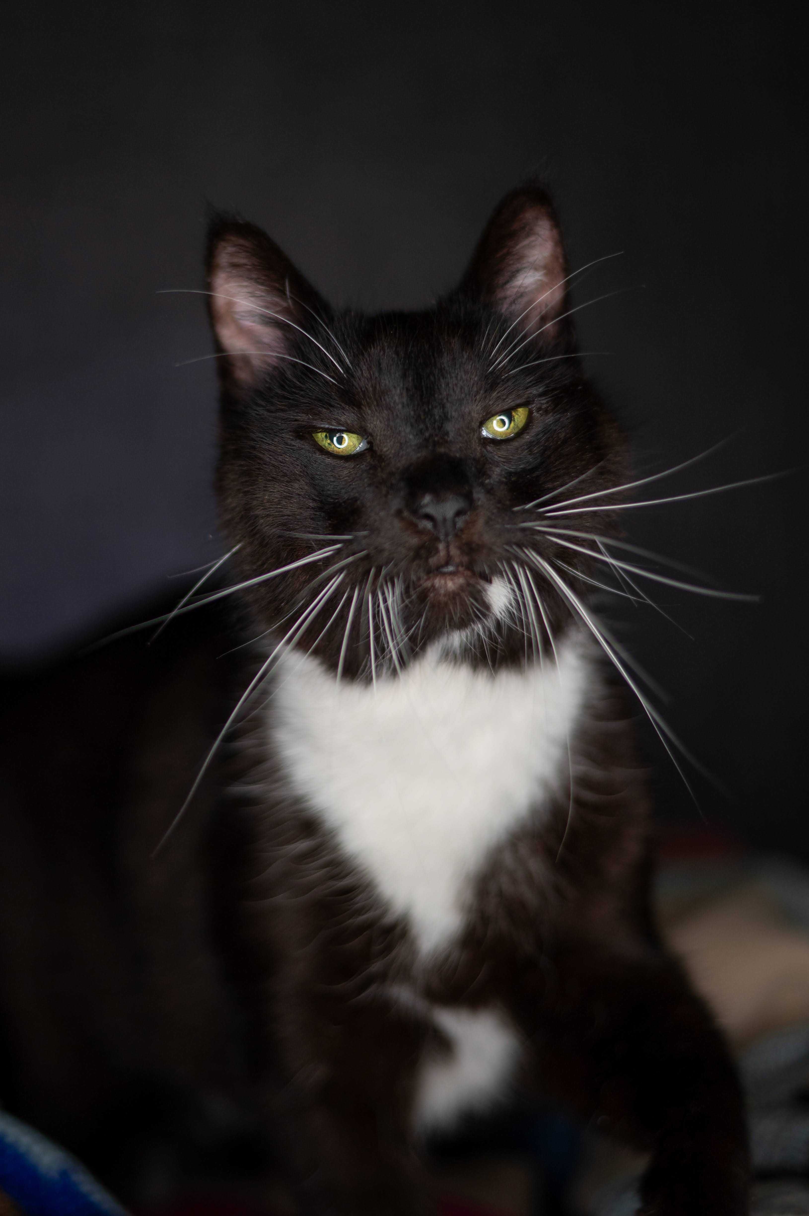 Mruczek kocur do adopcji