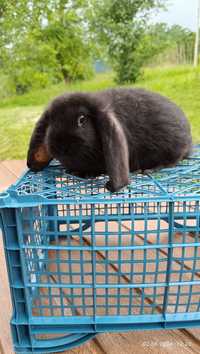 Продам кролики порода "Французький Баран"