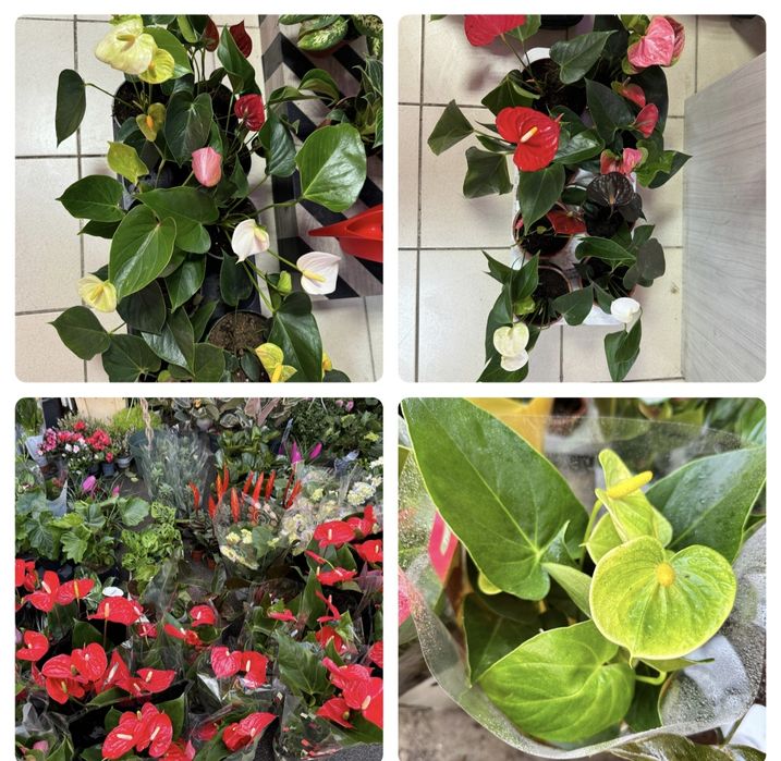 Распродажа антуриума от 200гривен с цветами