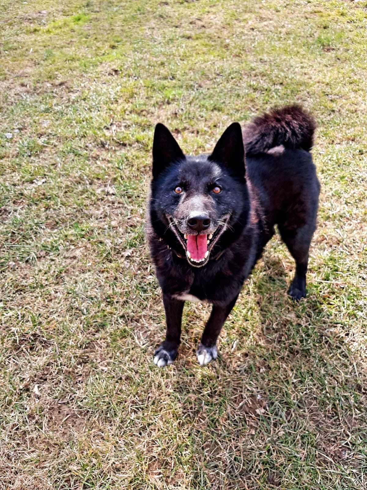 Samiec w typie karelskiego psa na niedźwiedzie Daruś do adopcji