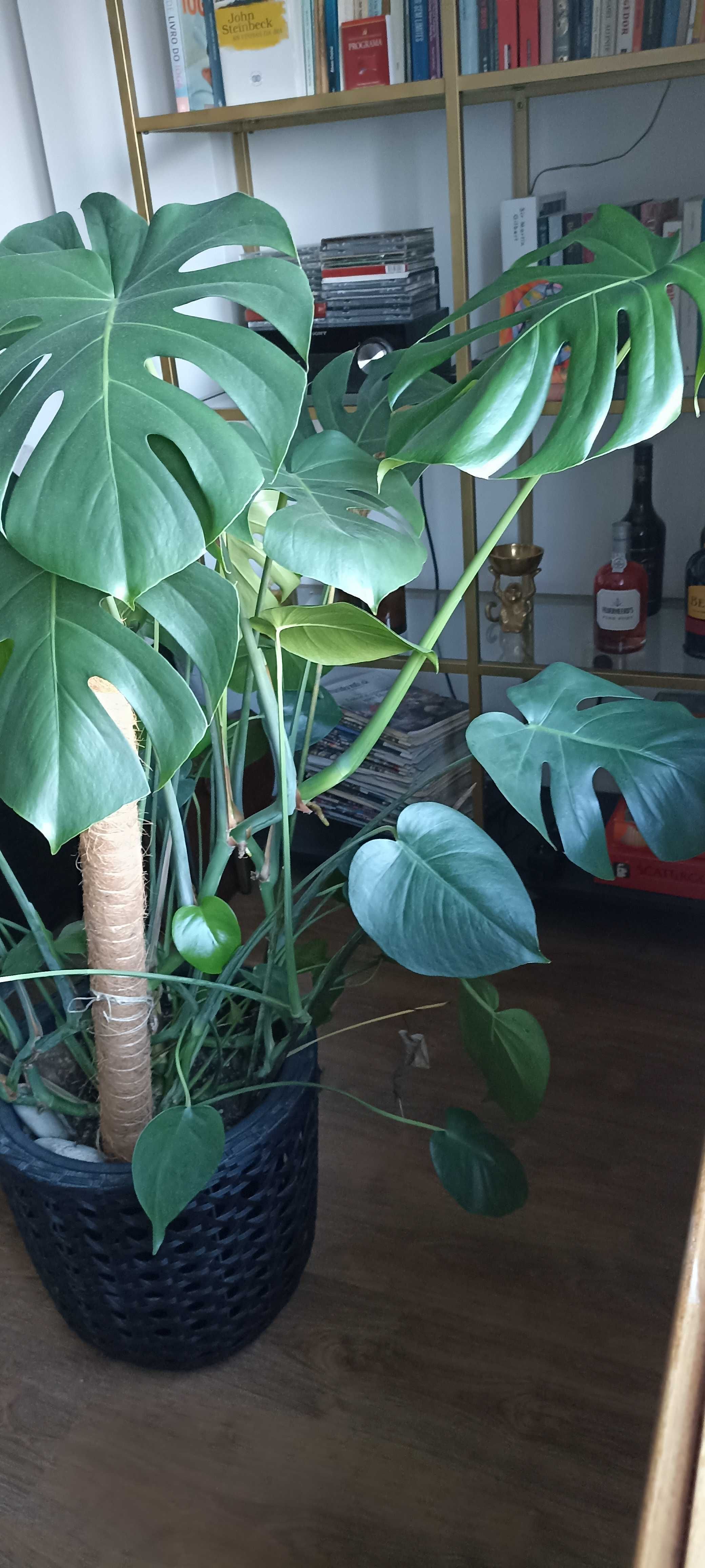 Monstera / Costela de Adão