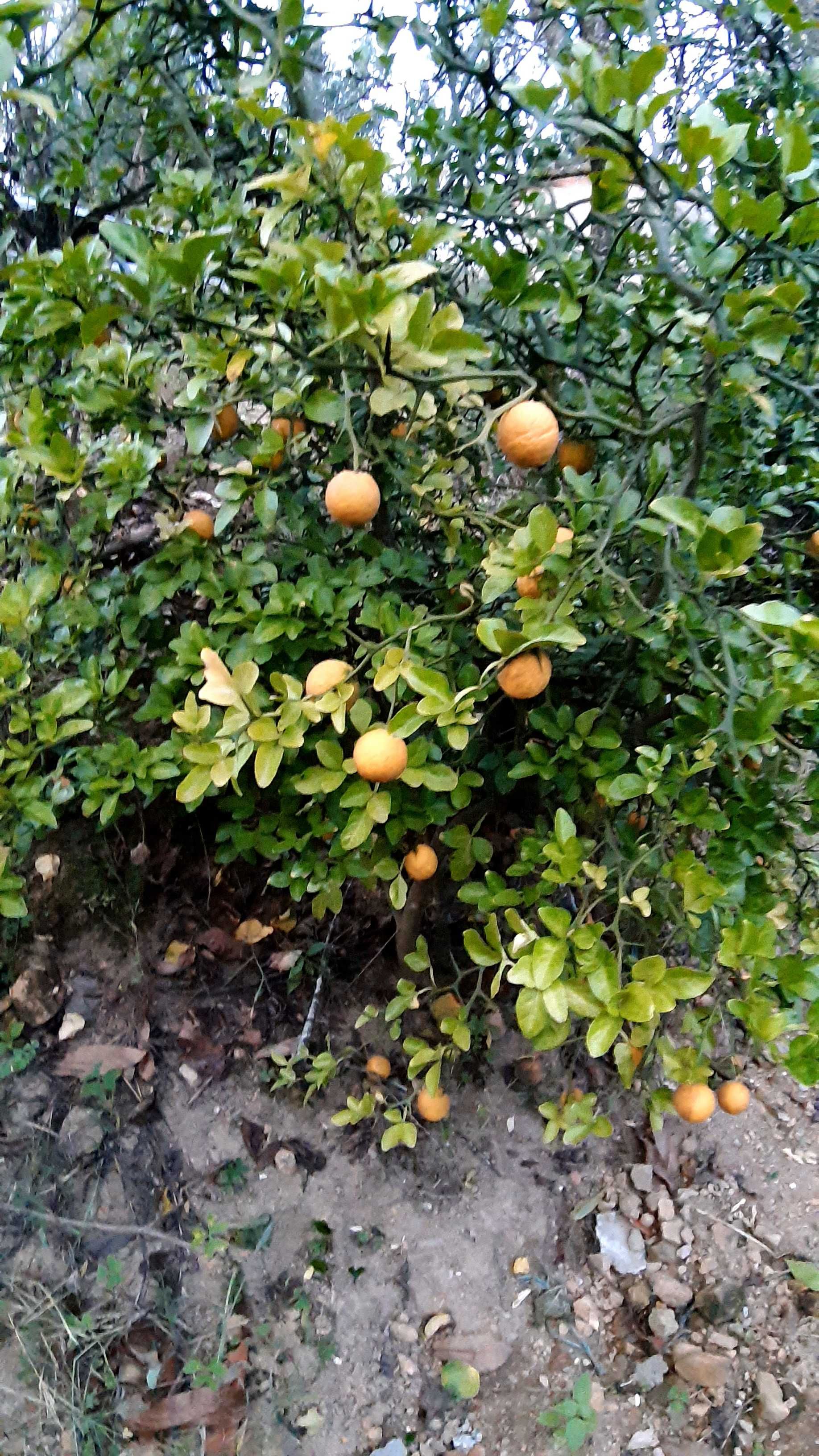 Citrinos trifoliate-orange