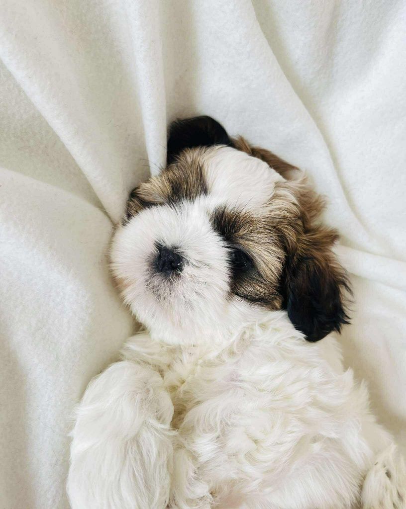 Śliczna sunia Shih Tzu