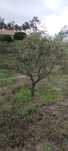 Oliveiras para transplantar